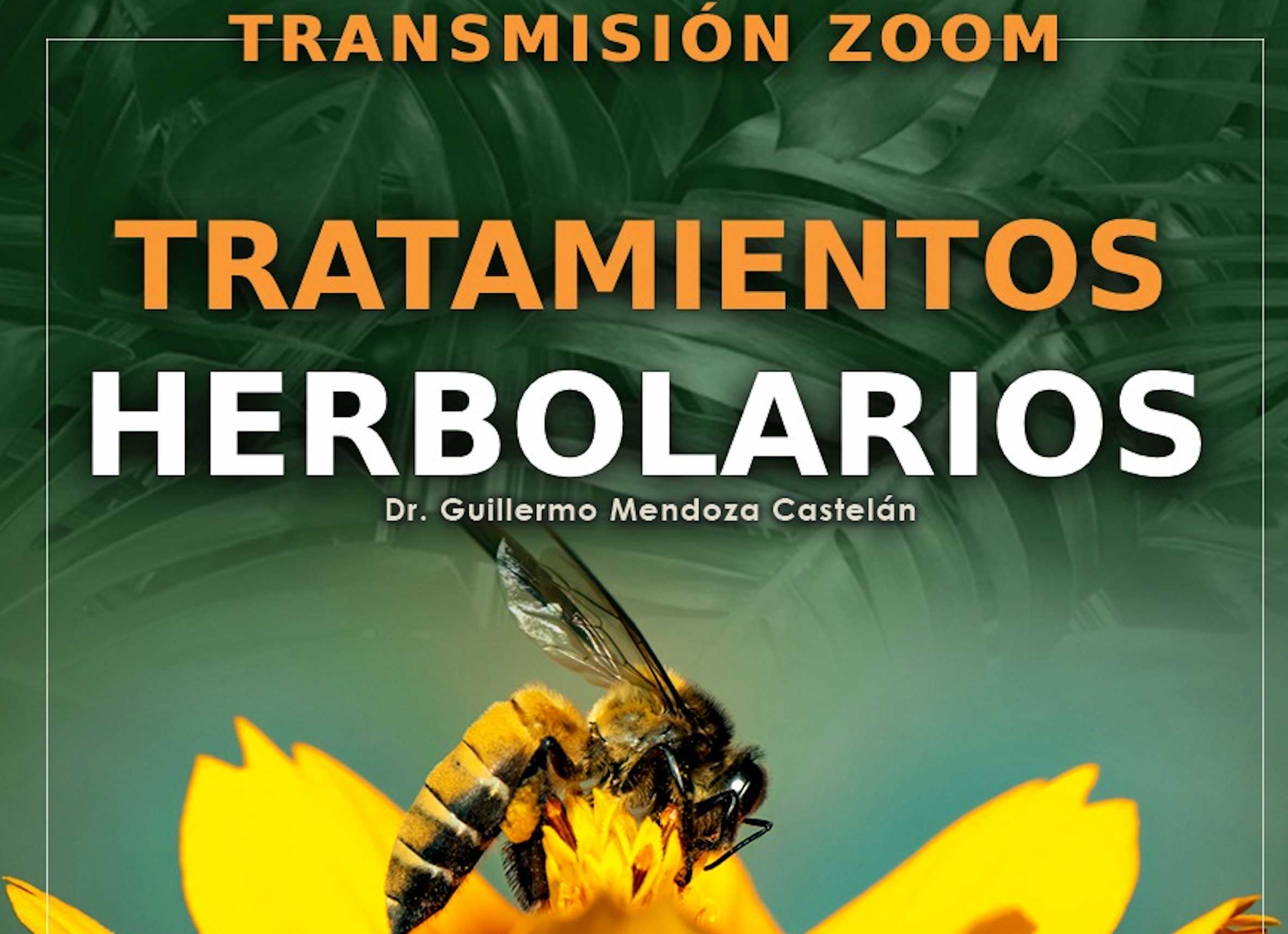 banner para TRATAMIENTOS HERBOLARIOS ASESORIAS