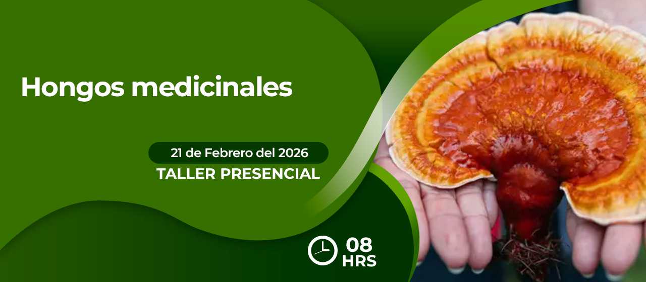 banner para HONGOS MEDICINALES