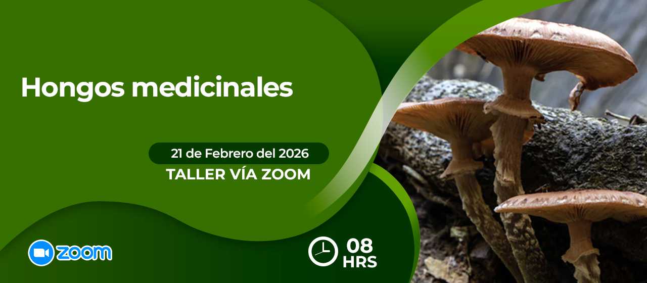 banner para HONGOS MEDICINALES-ZOOM