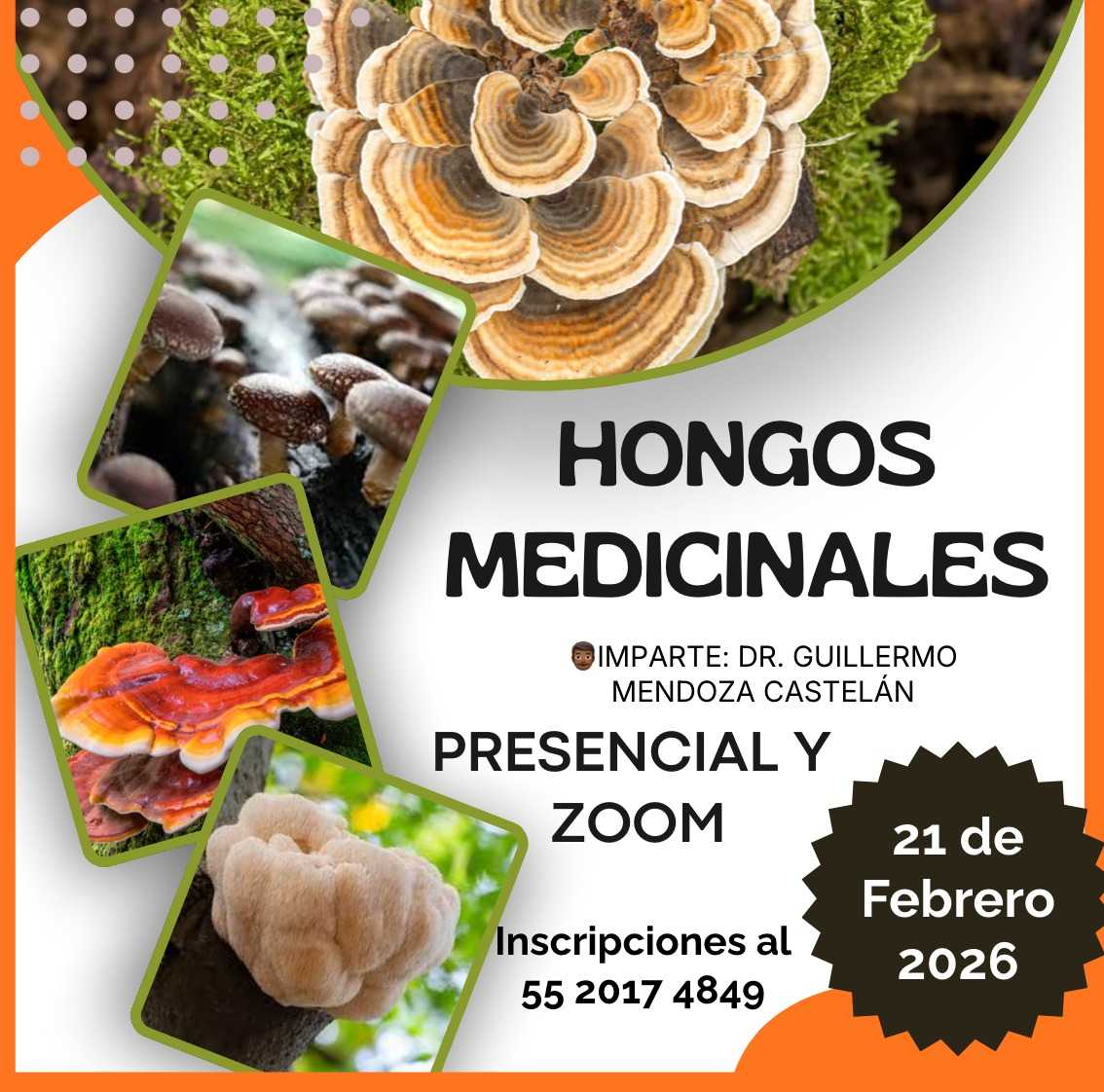 banner para HONGOS MEDICINALES: QUÍMICA, FARMACOLOGÍA Y TERAPÉUTICA