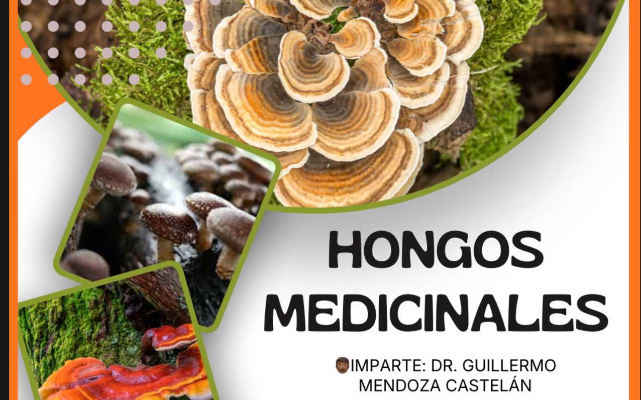 banner para  HONGOS MEDICINALES: QUÍMICA, FARMACOLOGÍA Y TERAPÉUTICA